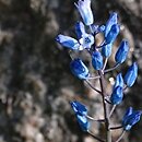 Hyacinthella leucophaea ssp. atchleyi