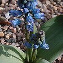 Hyacinthella lineata