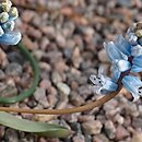 Hyacinthella nervosa