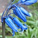 Hyacinthoides (hiacyntowiec)