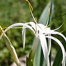 Hymenocallis harrisiana (ismena storczykowa)