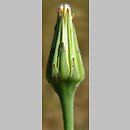 Hypochaeris glabra (prosienicznik gładki)