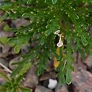 Iberis pinnata (ubiorek pierzasty)