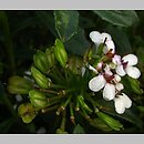 Iberis procumbens