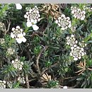 Iberis saxatilis