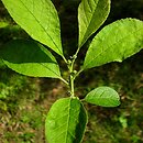 Ilex ambigua