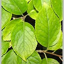 Ilex macropoda