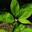 Ilex montana
