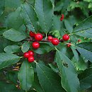 Ilex serrata (ostrokrzew piłkowany)