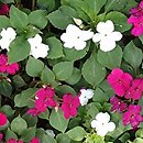 Impatiens walleriana (niecierpek Wallera)