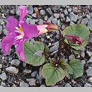 Incarvillea mairei (inkarwilla Maire'a)