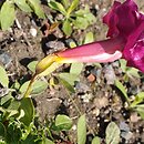Incarvillea younghusbandii