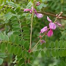 Indigofera heterophylla