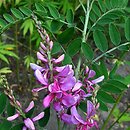 Indigofera tinctoria (indygowiec barwierski)