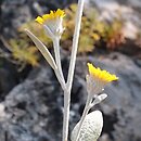 Pentanema aschersonianum