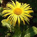 Inula hookeri (oman Hookera)