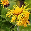 Inula magnifica (oman wspaniały)