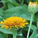 Inula oculus-christi (oman oko chrystusowe)