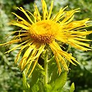 Inula orientalis (oman wschodni)