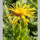 Inula (oman)