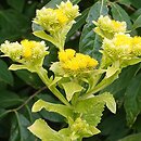 Inula thapsoides