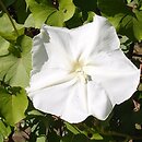Ipomoea alba (wilec biały)