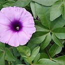 Ipomoea cairica