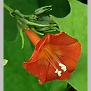 Ipomoea cristulata