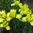 Iris arenaria