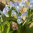 Iris aucheri