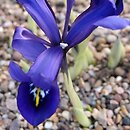 Iris histrioides (kosaciec dziwny)