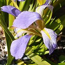 Iris lazica