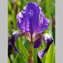 Iris lutescens