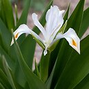 Juno magnifica (juno wspaniałe)