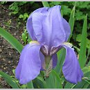 Iris pallida (kosaciec blady)