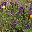Iris pumila (kosaciec niski)