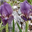 Iris reichenbachii (kosaciec Reichenbacha)