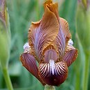 Iris stolonifera