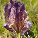 Iris suaveolens