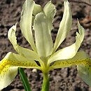 Iris winogradowii
