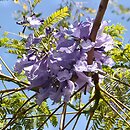 Jacaranda mimosifolia (jakaranda mimozolistna)