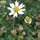Aster incisus (kalimeris wciętolistna)