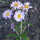 Aster mongolicus (kalimeris mongolski)