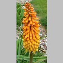 Kniphofia (trytoma)