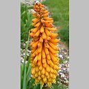 Kniphofia galpinii (trytoma Galpina)