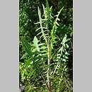 Lactuca perennis (sałata trwała)