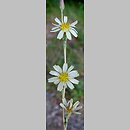 Lactuca saligna (sałata solna)
