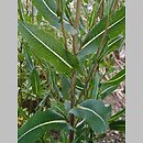 Lactuca virosa (sałata jadowita)