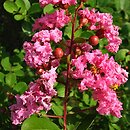 Lagerstroemia indica (lagerstremia indyjska)