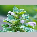 Lamium confertum